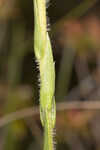 Thistleleaf aster